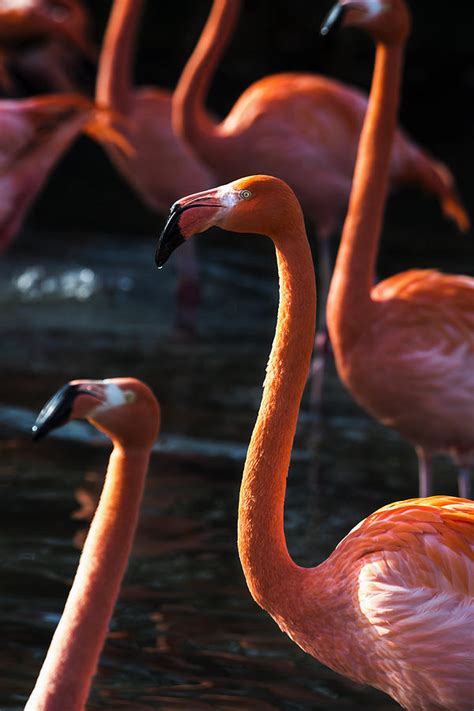 Exploring the Phenomenon: The Fascinating Science of Magic Flamingo Motion